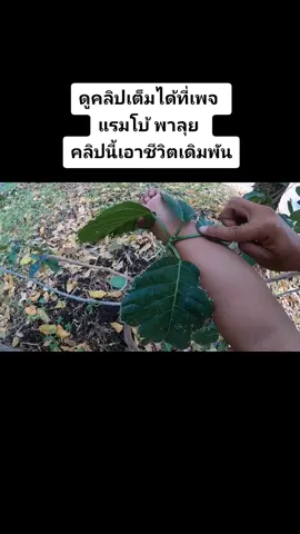 กะลังตังช้าง โดนแค่นิดเดียวรู้เรื่อง ตามไปดูในเพจได้เลยนะครับ #แรมโบ้พาลุย #โบ้ไม่ชอบ
