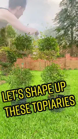 Real topiaries are the way to go! #greenthumb #plantlady #plantladylifestyle #gardeningtips #gardenideas #planttiktok #planttips #planttipsandtricks