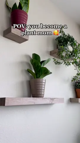 Im so surpised they havent died tbh 🥲 #plantsoftiktok #plantmom #plantmomaesthetic #homedecor  #adayinmylife #fypシ #foryou