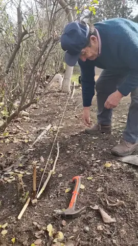 2da parte una mañana con Milo vera plantando rosas 🌹🌹#tata #abuelos #abuelo #abuelostiktokers #abuelosynietos #chile🇨🇱 #chile #chilememe #tatas #chiletiktok #chilean #campo