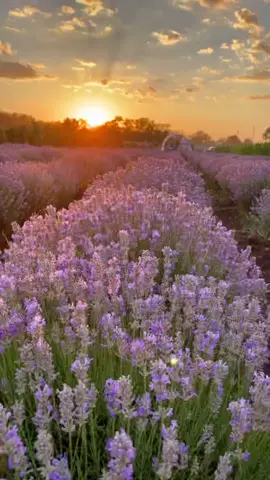 Apus de soare în lavandă 💜 #apus #soare #lavanda #mov #sunset #purple #lavender #lavenderfields #Love #5pasidebine #misiuneatiktok #fy #fypシ