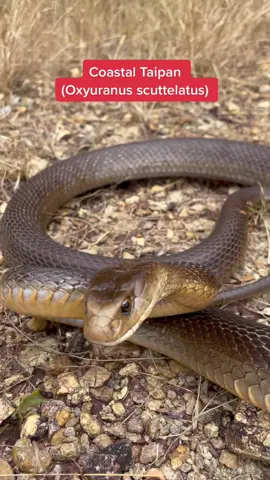 #snake #reptile #venom #australia #wildlife