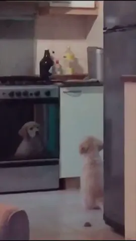 #dog #dogs #dogsvideo #dogslove #foryou