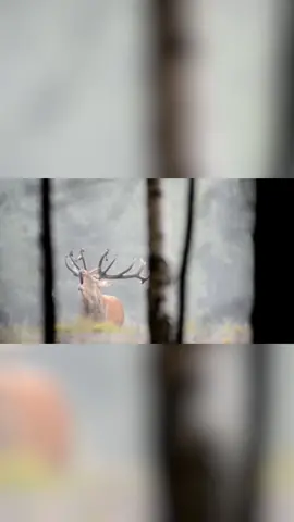 In 2015 this video was my first serious project from then I started filming hunting videos more seriously. P.S This is only movie trailer. #hunting