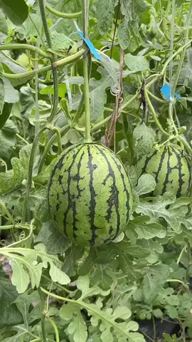Bro really started peeling watermelons 💀