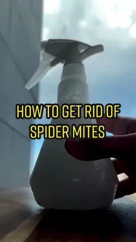 Vodka + Soap = Magic! 😳🌱 #TikTokTaughtMe #tiktokpartner #howto #spidermites #planttips #PlantTok