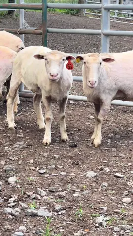 Their beautiful curls will grow back in no time…. Until then…. They’re NAKED!!!🐑#sheepshearing #sheep #sheepfarmer #sheepfarm #farm #farmer #ag #agriculture