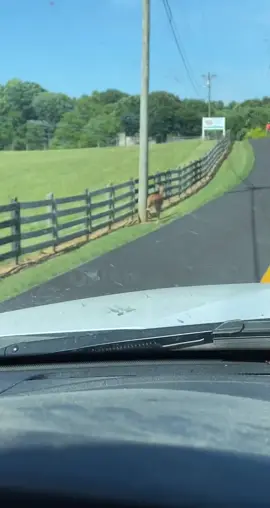 #deer#neversawhimcoming#move#comingthrough