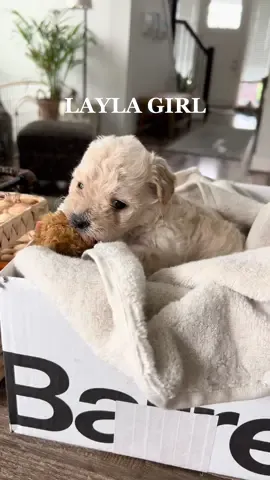 layla bean <3 #dogs #newpuppycheck #newpuppymom #newpuppysmell #poodlesoftiktok #fyp #relatable #lovestory #puppiesoftiktok #dogsofttiktok #fypシ