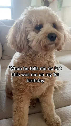 Spoiled only child probz 🐶 #mywayorthehighway #myway #goldendoodle #minigoldendoodle
