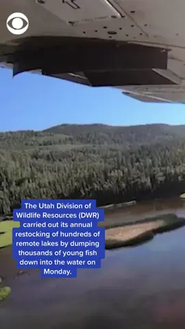 The aerial method of fish stocking has been used in Utah since 1956 and more than 300 lakes are aerially stocked each year to help sustain healthy fish populations. #news