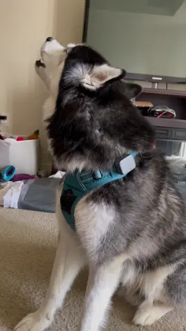 Album dropping soon! #haikuthehusky #fyp #viral #husky #dog