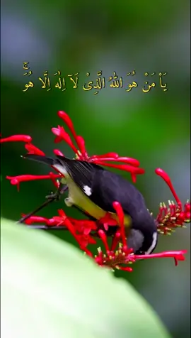 And to Allah belong the best names, so invoke Him by them.. (Quran 7:180).  (ᴀsᴍᴀ-ᴜʟ-ʜᴜsɴᴀ) #islamic #islamic_video #atifaslam #cokestudio #viral #unfreezmyaccout
