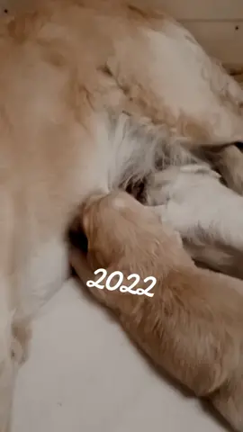 Incredible... ✨ #polishgirl #polskadziewczyna #goldenretriever #puppy #goldenretrieverpuppy #Love #doglover #dog #goldenretrieverlove #goldenretrieverclub #goldenretrievers #golden