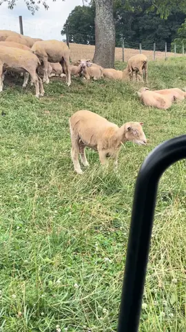 This tiktok even up having no point what so ever…. My apologies😁#sheep #wool #allergies #farm