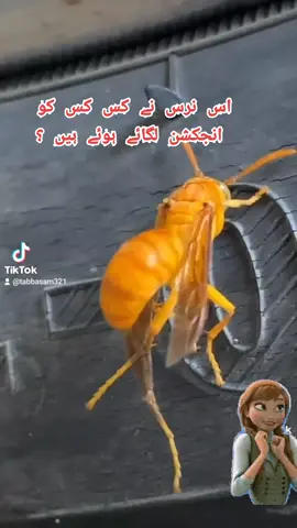 #fupage #funnyvideos #🙈😂😜 #fypシ゚viral🖤 #tabbasam321 #🥰
