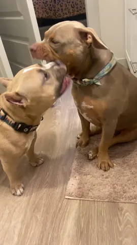 jerzy loves nibbling on zoee chest ang chunky legs🤣 #bulliesoftiktok #dogsoftiktok #funnydog #dogmom #dogs #americanbully
