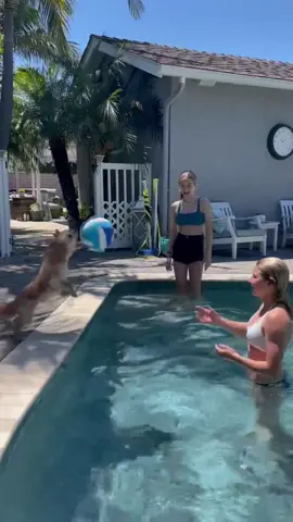 Just some cute #doggos! #healthadepopit #fyp #dogsoftiktok #dogs #doggies #comedy #cutepets #funnypets