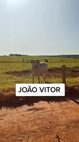 Bora João Vitor ... 💥🐂#Brasil🇧🇷 #agronaopara🇧🇷🚜🌱 #AnimaisNoTikTok #agrocomédia🌿🌾 #joaovitor