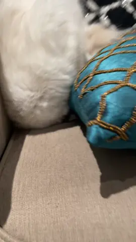 Cats be sleeping in all sorta weird ways 😂😂😂 #sleepingpositions #catsoftiktok #ragdolls #comedy #funny #weirdcats #ragdollsoftiktok #cattok #kittens #fyp #foryoupage