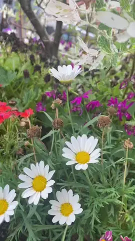 Vlog kinda 06.11.22 #nyc #fyp #brooklyn #park #Vlog
