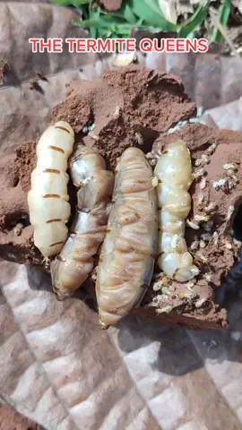 The termite queen that lays 30,000 eggs per day! Call us now for treatments and bookings, 09234706796#fyi #soilpoisoning #soilpoisoningtreatment #pests #pest #pestcontrol #pestcontroltreatment #termite #infestation #prevention #anay #antianay #yourtrustedpestcontrolprovider #licensedpestexterminators #ganddpestcontrolservices #philippines #tiktok #tiktokers #pestcontroltiktok #callusnow