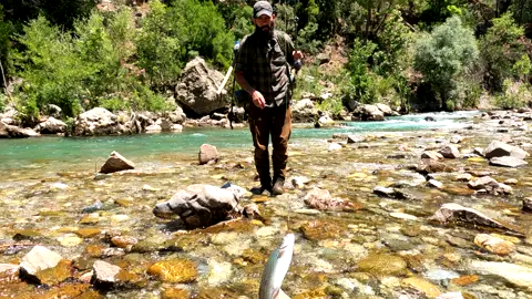 Trout fishing in the mountain stream #trout #troutfishing #wargehbushcraft #camping #catchandcook