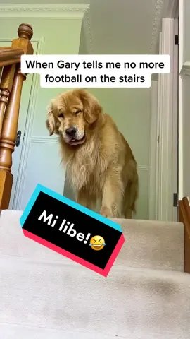That smile is evil🤣 #mylife #funnydog #marleynyc