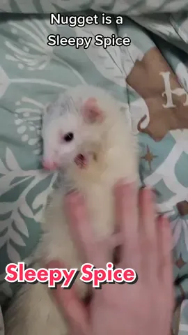 Since she can't hear my songs (she's deaf) I try and be as interactive as I can) #nuggettheferret #wholesome #ferretsoftiktok #ferret #ferrets #kawaii