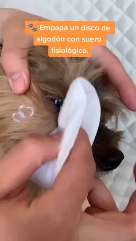 #peluqueriacanina #happydog #mascotas#parati #fypシ #cursosonline #latino #pets