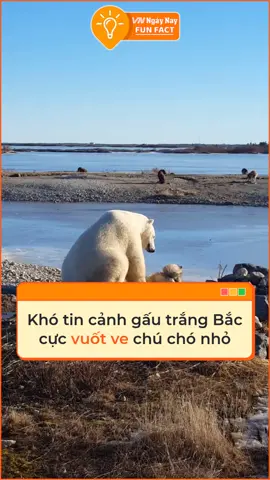 Tình bạn cảm động và sự thật đằng sau nó #tiktoknews #thegioidongvat #dongvat #fyp #foryoupage #vnnnfunfact #vnnn #khampha