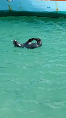 Un Phoque vu à Trou d’Eau Douce. 🦭#phoques #mauritius #troudeaudouce
