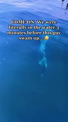 Would you JUMP?! 😳🦈🌏 #indonesia #travel #whaleshark #travel2022