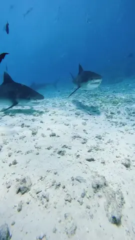 Tiger sharks: the dustbins of the ocean 🦈 This month we're raising awareness with our Limited Edition Tiger Shark Bracelets. 🎥: @br.ranger