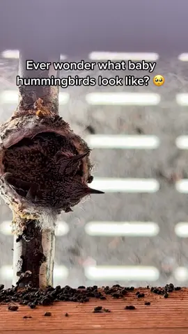 The sweetest little surprise ubder our porch #hummingbird #babies