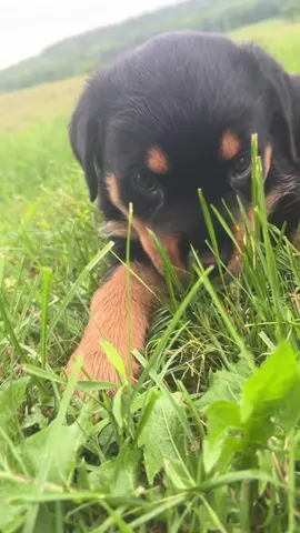 Whatcha lookin at 😉 #fyp #rottweilerpuppy #doglover #rottweiler #dogsofttiktok #dog #PetsOfTikTok #doggo #puppiesoftiktok #viral #trending #animalsoftiktok #puppy #dogcommunity #whatyoulookingatstranger #rottiemom #viralvideo #8weeksold #girl