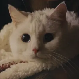 the cat turned into a human 😻 #kdrama #meowthesecretboy #catboy #koreandrama #kimmyungsoo #shinyeeun #fyp #dlaciebie #xyzbca #dorama #viral