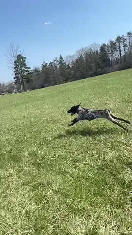 Love watching a dog full out run! #Running #dogrunning #dogrunchallenge #gsp #germanshorthairedpointer #gspoftheday #gspsoftiktok #dogsoftiktok #dogcommunity #exercise