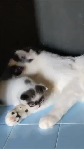 katanya mau tidur #kittycat #kitten