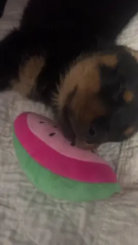 She did not want to wake up😂 #fyp #sleep #rottweilerpuppy #dogsofttiktok #rottweiler #doglover #PetsOfTikTok #puppiesoftiktok #8weeksold #dogmom #dogcommunity #rottiesoftiktok #puppylove #rottiemom #dogtok #viralvideo #trending #sleepygirl #theearthsayshello #goodmorningstarshine