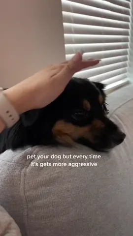 the ending 😂 #aussie #auasiethings #aussielife #dogsoftiktok