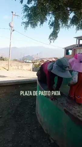 pasto pata - sud yungas