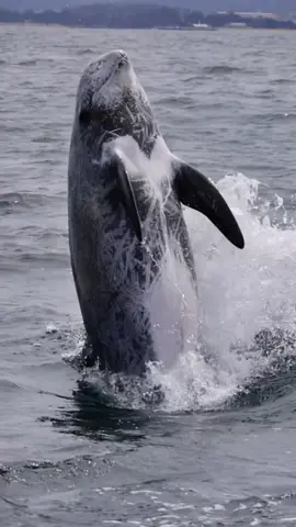 An amazing trip today at @oceanicexpeditions! We saw several pairs of Humpback whales including a Mom & her calf. We also enjoyed watching multiple groups of dolphins (Risso’s + Pacific white sided’s).  This particular Risso dolphin happened to jump up out of the water right next to us! #whalewatching #dolphins #boat #whale #humpbackwhale #blue #breach #jump #fly #low #high #news #media #lunges #free #wildlife #montereycalifornia #coast #cali #mosslanding  #PepsiApplePieChallenge