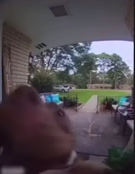 #funny#fyp#viral#lol#bassboosted#AmongUs#amongussus#dog#dogface#dogmeme#veryfunny#trynottolaughimpossible
