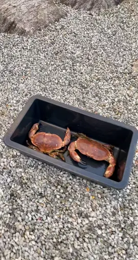 Went to check on my crabs, realised i was missing one🦀 #spearfishing #freediving #crabs