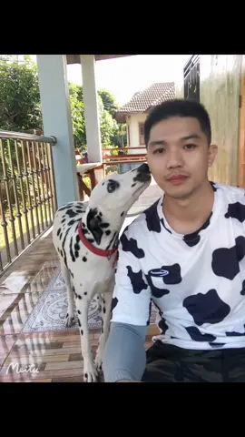 ดัมเมเซียน
