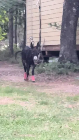 Some #emptybowlblues with accompaniment from our neighbors. #montethesingingdonkey #farmyardopera #farmyarddrama #donkeysoftiktok #donkeytok #monteforpresident2024 #monte2024 #fyp #texas #fourthofjuly