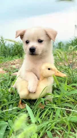 Dogs take ducklings to eat grass🥰🥰🥰#pet #fyp #cutpet #dog #cutedog #puppy #duck #dogcrying