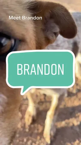 Brandon 💙 #fyp #dogsoftiktok #heelersoftiktok #redheelermix #redheelersoftiktok #brandon #abandonded #safe #ticks