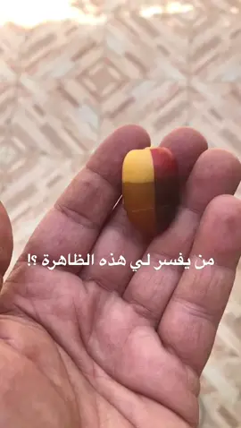 تمرة شاذه مكس سكري حمراء و بيضاء #تمر #تمور #fyp